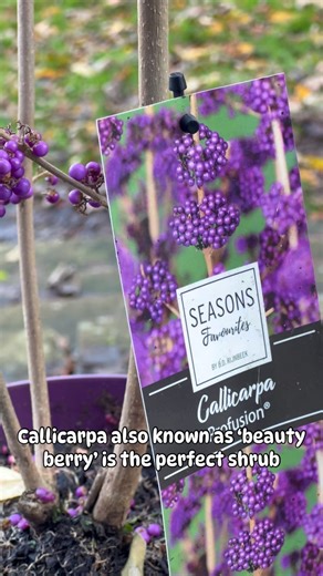 Looking to add some colour to your Garden this Autumn? 💜 Callicarpa is the perfect hardy shrub, it’s easy to look after and produces stunning clusters of purple berries. Callicarpa is happiest in full sun or partial shade ⛅️ #gardening #gardeninspiration #autumngardening #gardenjobs #growyourown #plants #nature #plantsofinstagram #callicarpa #hardyshrubs | Gardening Express