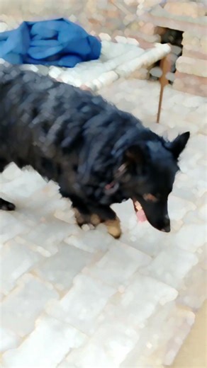 German shepherd dog 🐕 black dog 🖤