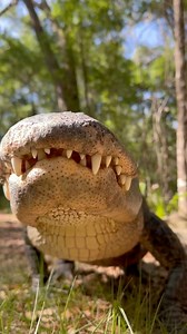 121K views · 2.8K reactions | Gator comes by name! I’m not sure...