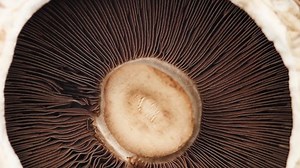 Mushroom Portobello Close Up Rotating Champignon. Macro Video of Raw Food Background