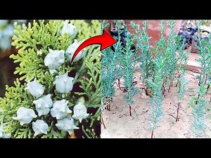 Easiest Way To Grow Thuja Tree Seed | Morpanki Plant Growing From Seed