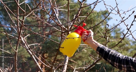spraying insecticidal soap on fruit tree branches against aphids and other pests. garden care in spring