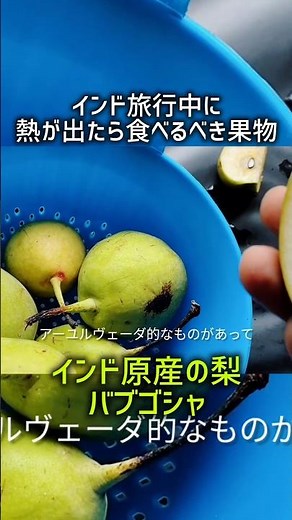 インド旅行中に熱が出たら食べるべき果物 インド原産の梨にはアーユルヴェーダで解熱作用があるとされる #インド旅行