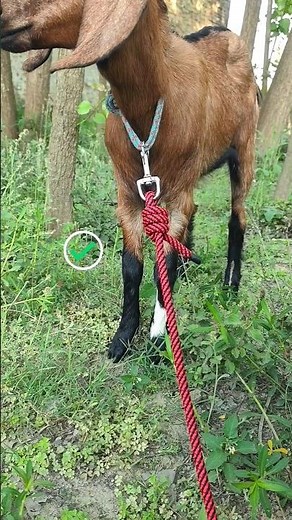 Best Way to Tie a Goat with Rope | Step-by-Step Guide #diy #knots #hacks #tips #shorts #shortsfeed