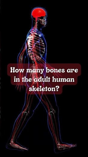 Human Anatomy Riddles: Skeleton Edition