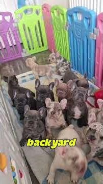 Overrated dog breeds that don't live up to the hype (Part 3: French Bulldog) 😬