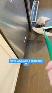 Pink Floyd my Moluccan cockatoo was so crazy 🤪 RIP big guy we miss you! #funnyanimals | Lucky Lou and Coco Too