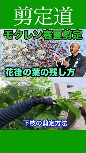 Pruning Magnolias in Spring and Summer!! #PruningTechniques #Gardening #GardenMaintenance #Cuttin...