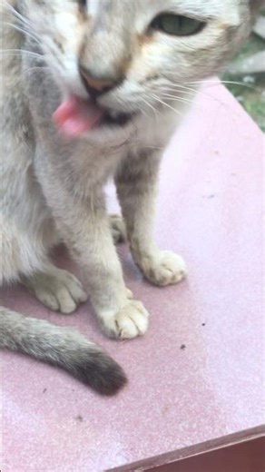 Beautiful cat #youtubeshorts