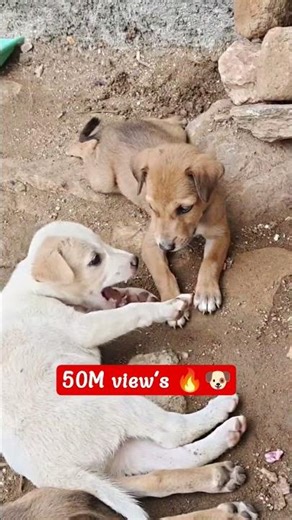 50M view's coco 🐶🔥 #viral #funny #shorts #hindifunnyvideos #pets