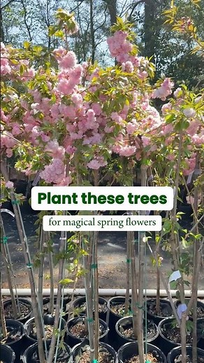 Trees that flower in spring | Fast Growing Trees 🌸 #fastgrowingtrees #cherryblossom