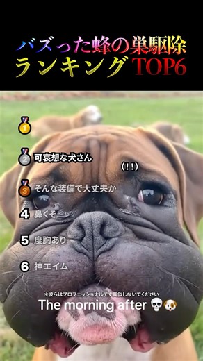 A summary of the top 6 beehive removal methods that have caused a buzz around the world