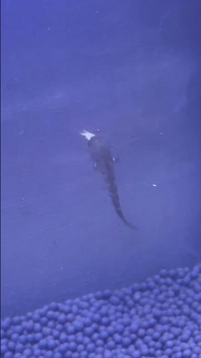 ให้กุ้งแห้งไอเดชกิน #ไอเดช #ปลาสวยงาม #ปลาช่อน #ปลากั้ง #ปลาช่อนกั้ง