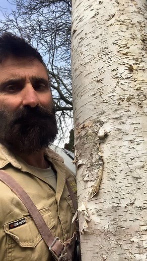 I’ve been looking after this beauty.. Betula utilis var. jacquemontii, the Himalayan Birch and right now, in the depths of winter, its tall, papery white bark is absolutely stunning. It’s always been a favourite of mine, especially for bringing light and structure when the rest of the garden is bare. If you’re dreaming of a garden with year-round interest, especially through the cooler months… you need to add one of these to your space. You won’t regret it. #betulautilisjacquemontii #wintergarde