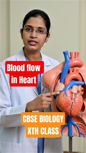 Blood flow in Heart - Life processes - 10th class Xth class #ncertbiology #class10biology