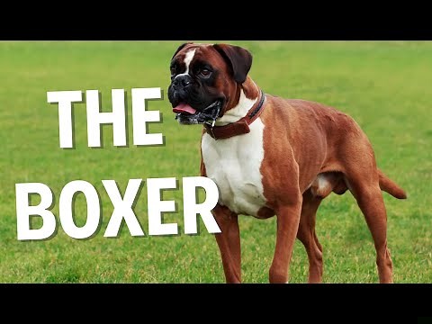 Boxer Dogs: The Good, The Bad, & The Ugly