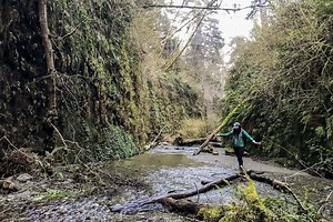 18 Best Redwood Forest Wedding Venues - CA Redwood Venues