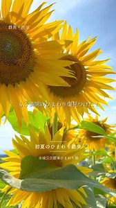 ひまわり畑（渋川市赤城町）6月の満開スポット案内