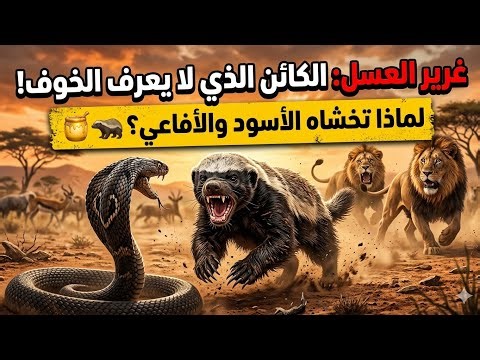 غرير العسل الكائن الذي لا يعرف الخوف حيوان تخشاه الأسود؟