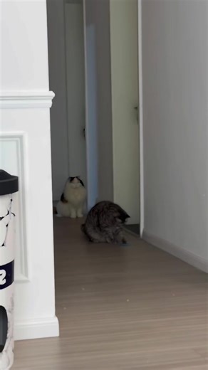 Cat vs Cat #catvscat #catfunnyvideos #cutecat #catsoftiktok #fyp