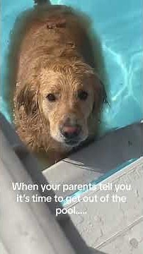 Dogs Who are Usefully and Hilariously Obsessed with Water! 🐶💦 #dogs
