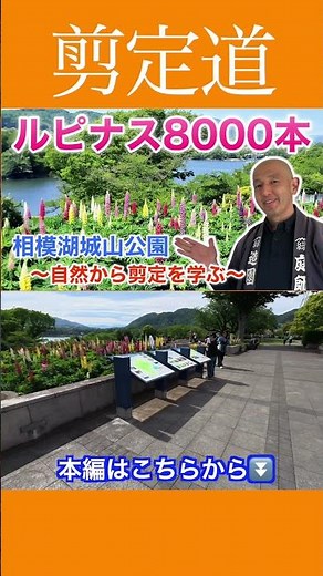 《昇り藤》季節の花を存分に楽しもう！！ #ガーデニング #ルピナス #公園 #お出かけ #剪定方法 #庭作業 #津久井湖 #津久井湖城山公園 #湖 #城趾