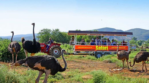 Tours – Safari Ostrich