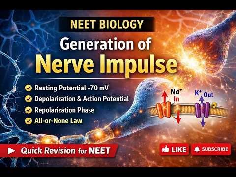Generation and Conduction of Nerve Impulse