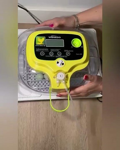 Celadon Kwartel Eieren Uitbroeden 🐣 | Wonegg M16 Pro Broedmachine (123broedmachine)