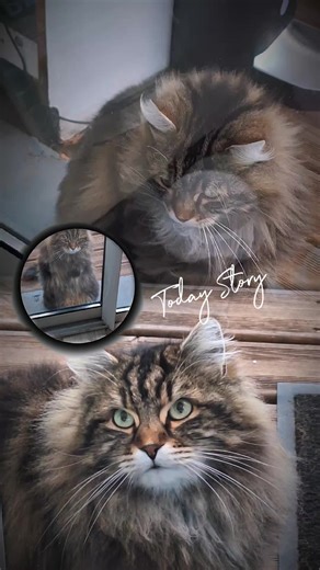 Fluffy Angora Cat Taps on Window with Curiosity