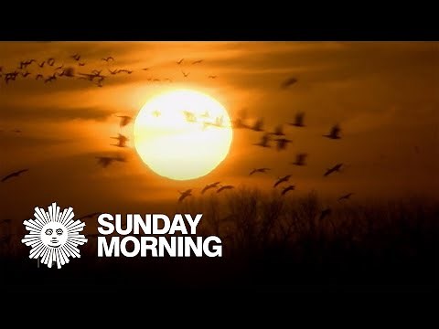 Nature: Sandhill cranes in Nebraska
