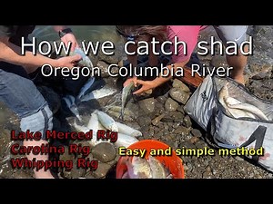How to fish for Shad at Bonneville Dam. Step by step & easy to follow. Location at Bradford Island.