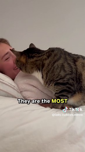 Fun Facts About Tabby Cats! 😸💖 #catfacts | Tabby Cat