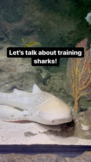 Let’s talk about training sharks! Check out our instagram stories today to learn more for this aquarist takeover!! Handling our sharks is an important part of their care, but just as a reminder, we always respect the animals we work with, and even our highly trained aquarist team would never touch an animal in the wild! #sealifeorlando #sharks #sharktraining #positivereinforcement #happysharks | SEA LIFE Aquarium