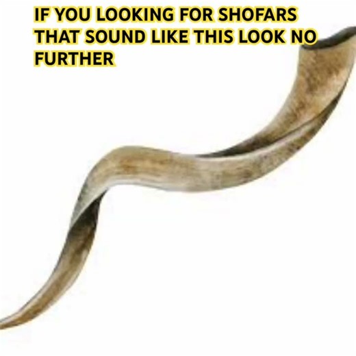 BEST SOUNDING SHOFARS THERE IS WITHOUT QUESTION