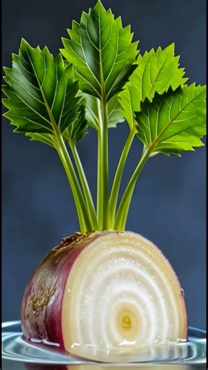 “Ek simple Turnip.. 🌱💧 Wait till the roots grow 😲 #nature #timelapse #satisfyingvideo #viralvideo