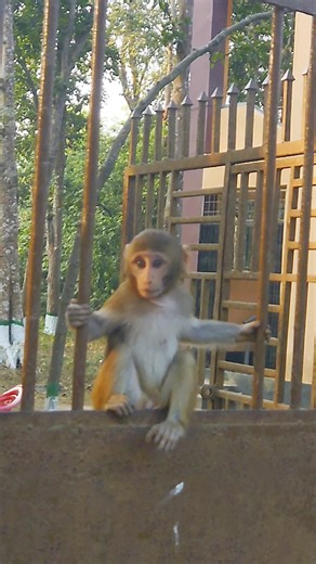 Brave Baby Monkey Climbs From Gate Grill to Pole Top 🐒