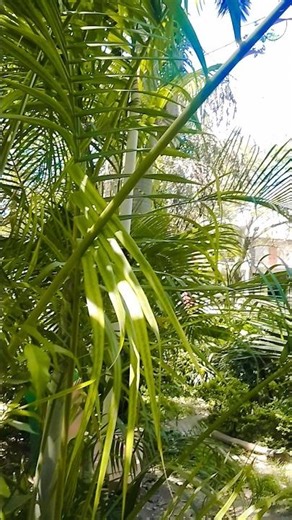 Tere pyar Mein Main Mar Java #song #ytshorts #love #bollywood #song #trendingsong #trendingshorts