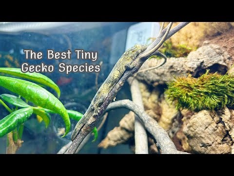 The BEST Tiny Gecko Species! The Chameleon Gecko