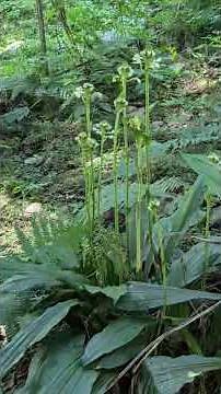 漫遊福山植物園區(1)-炎夏7月上# #旅行 #travel #台灣宜蘭 #福山植物園(2026.7.11）