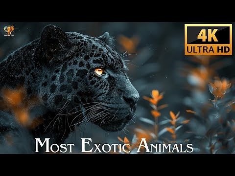 MOST EXOTIC ANIMALS 4K ULTRA HD