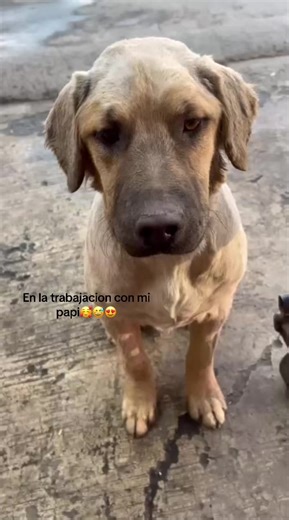 #distemper #perro #amor❤️ #moquillo #fyp