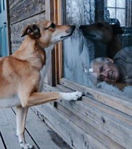 A Stray Dog Begs for Help to Save an Elderly Man in Danger — A Story That Will Touch Your Heart.... 😱 | World Event Record