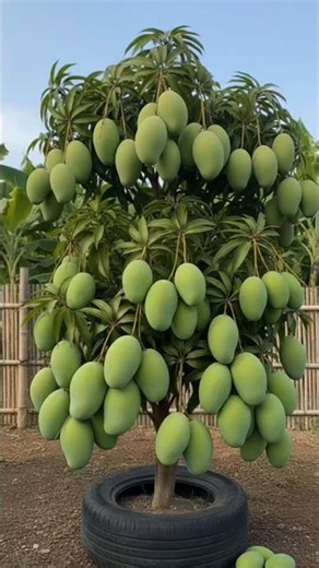 Amazing Mango Tree Full of Fruits 😍🥭 | Dream Garden Goals 🌱#shorts