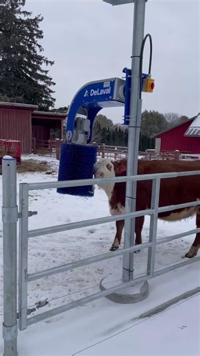 Canada Agriculture and Food Museum | Turn up the sound 🔊🐄 Nothing beats the gentle scratch of a cow enjoying the back brush. These brushes help keep our cattle clean and... | Instagram