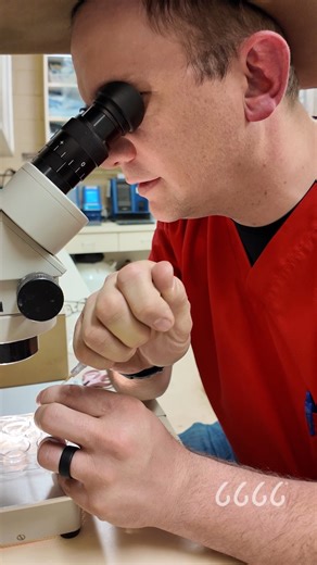 Have you had the opportunity to watch an embryo transfer? Here's your chance! Reproduction 101 Part 3 - Technique can significantly increase breeding success rates 👀 Watch as Dr. Canaday checks for and pulls both embryos out of the collection cup and places them in a holding media. He prepares and explains the sterile materials he will be using, draws up the first embryo into a pipette and inserts it into the recipient mare, resulting in a successful transfer. ▶️ *It is recommended to watch Par