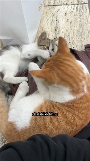 when a cat fight on a crocodile 🐊 😳 🤣 🙄 😑