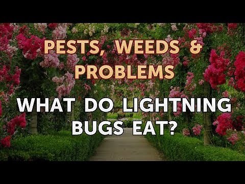 What Do Lightning Bugs Eat?