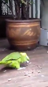 106K views · 2K reactions | Random Animals on Reels | Facebook