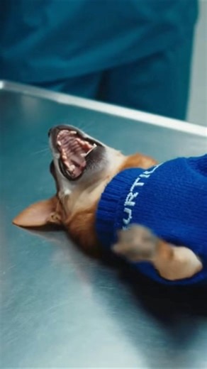 The Most Dramatic Patient in History 🎭🐕